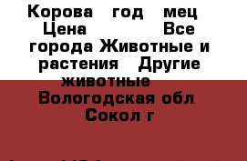 Корова 1 год 4 мец › Цена ­ 27 000 - Все города Животные и растения » Другие животные   . Вологодская обл.,Сокол г.